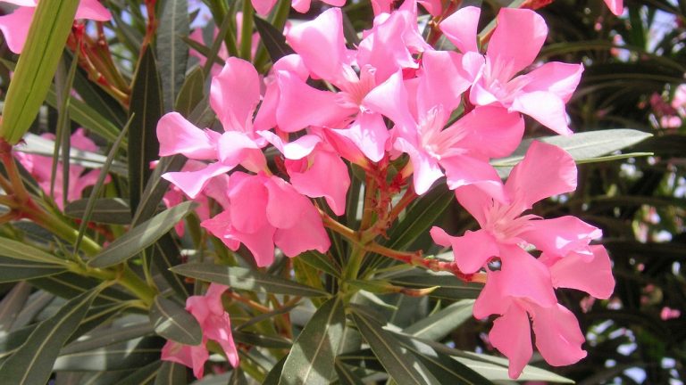 Le bouturage du laurier rose : une méthode simple pour multiplier vos plantes