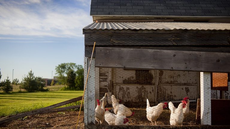 Les Poulaillers : l&rsquo;habitat idéal pour vos poules
