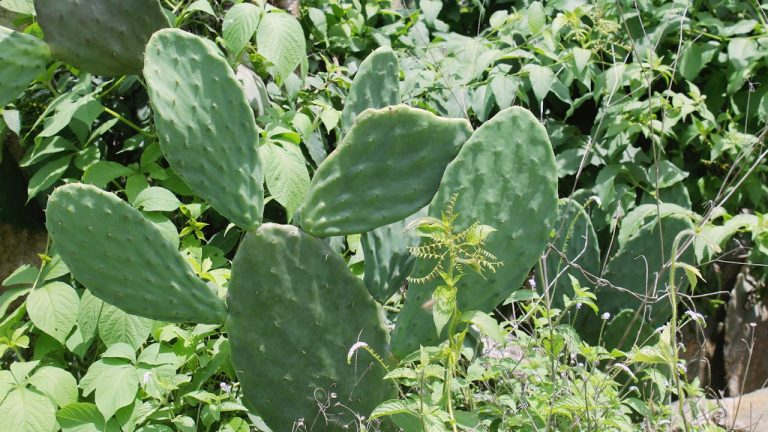 Les barrières anti-rhizomes : protéger et contenir les plantes envahissantes
